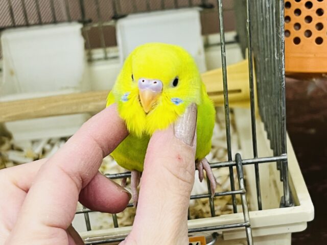 セキセイインコ