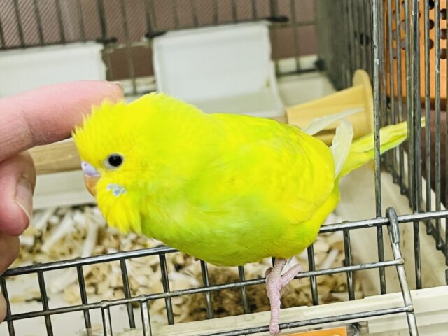 セキセイインコ