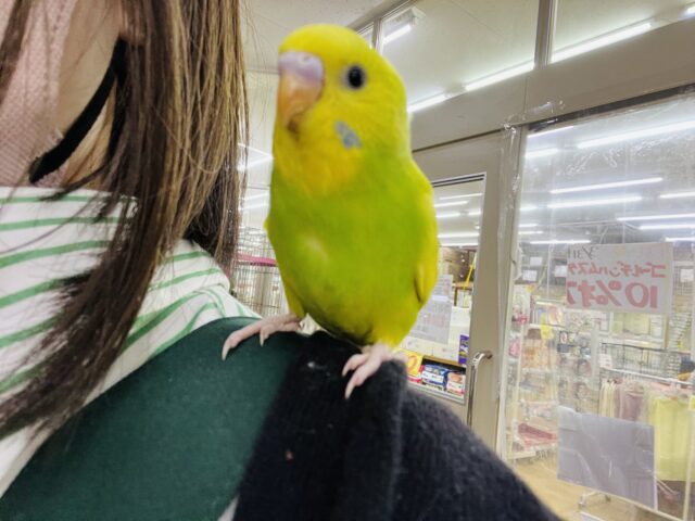 セキセイインコ