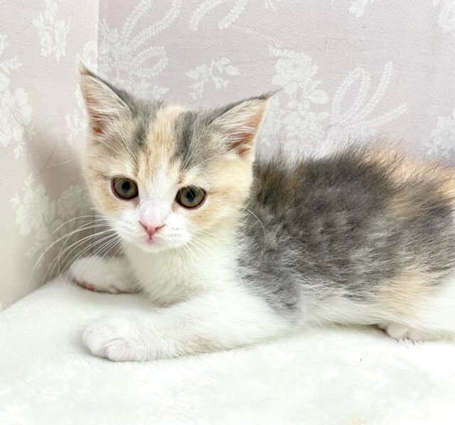 スコティッシュストレート