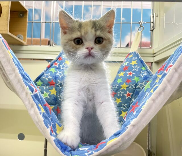 スコティッシュストレート