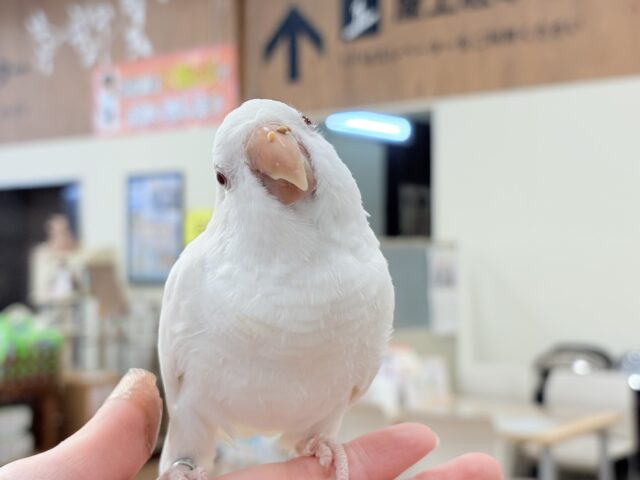 オキナインコ