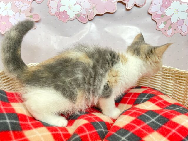 スコティッシュストレート