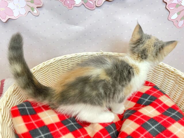 スコティッシュストレート