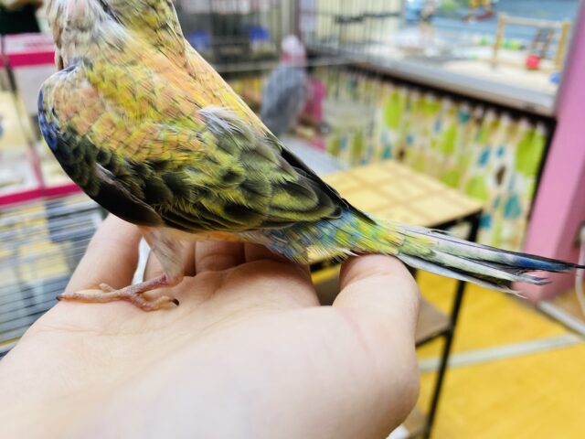 アキクサインコ（秋草インコ）