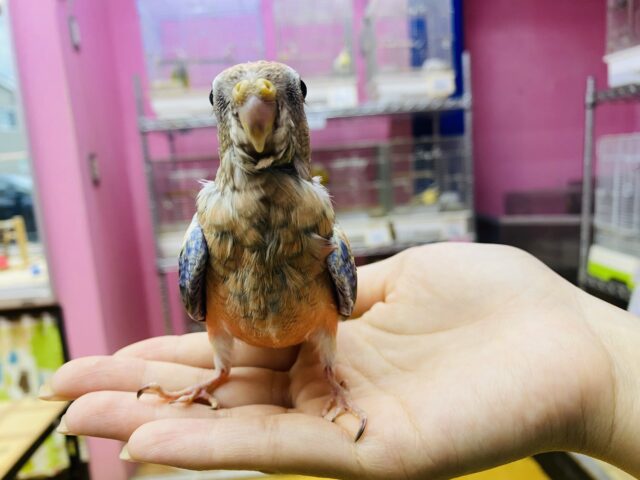 アキクサインコ（秋草インコ）