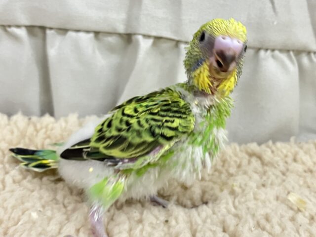 セキセイインコ