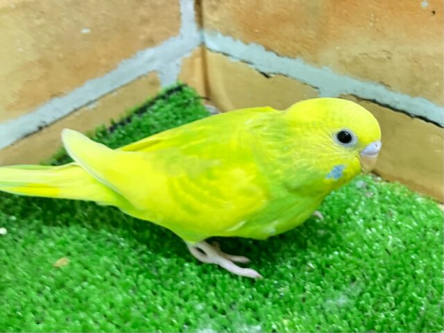 セキセイインコ