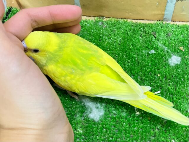 セキセイインコ