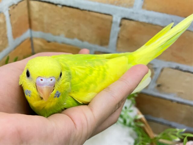 セキセイインコ