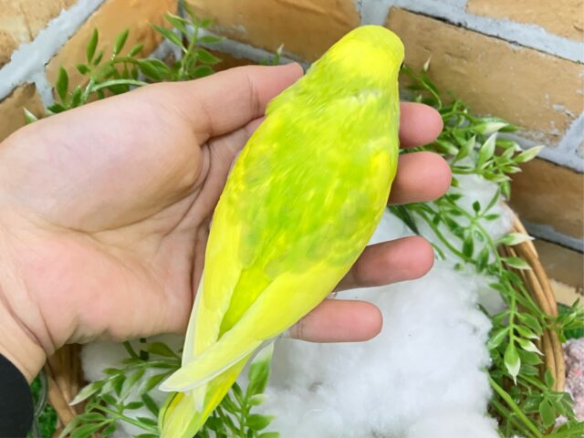 セキセイインコ