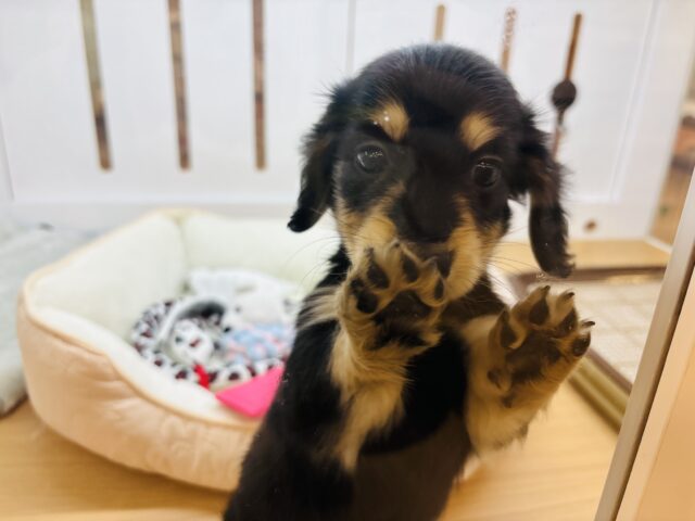 ミニチュアダックス