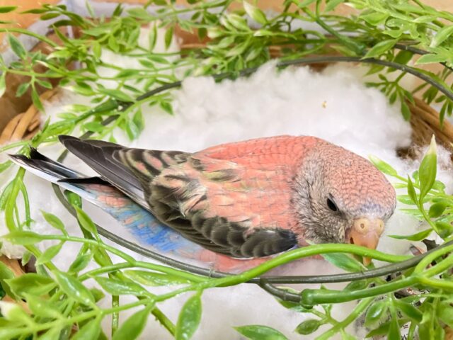 アキクサインコ（秋草インコ）