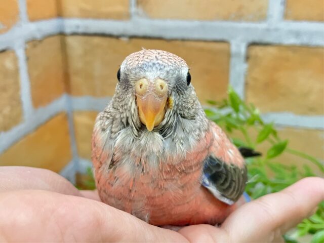 アキクサインコ（秋草インコ）