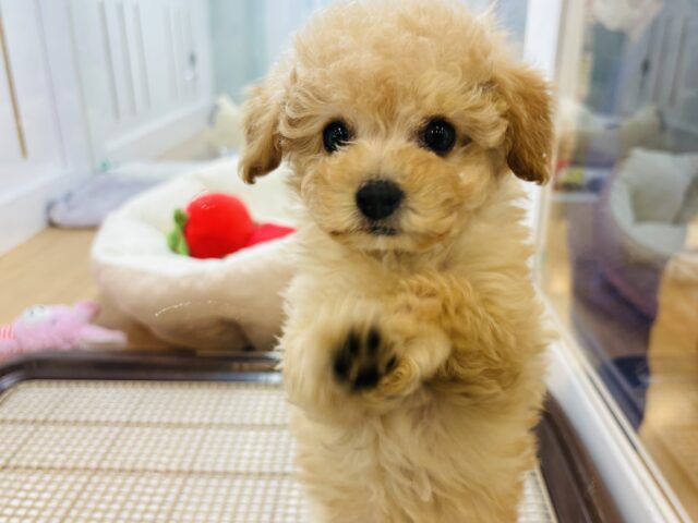 超ホヤホヤ最新画像✨おちり振りが止まらない!トイプードルくん! トイプードル