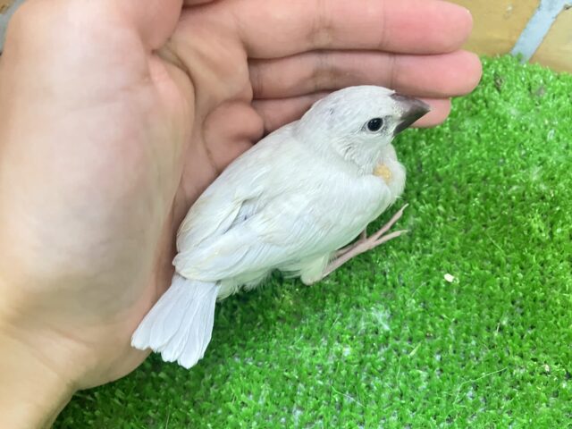 シルバー文鳥