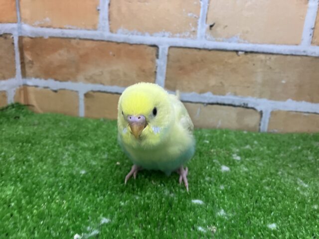 セキセイインコ