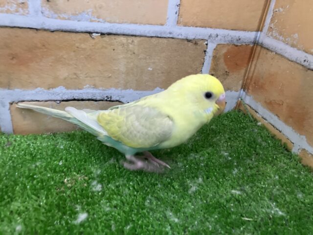 セキセイインコ