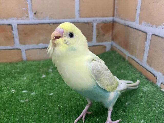 セキセイインコ