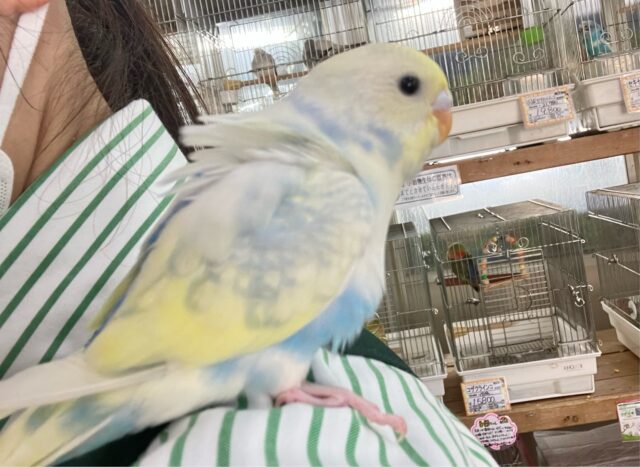 セキセイインコ