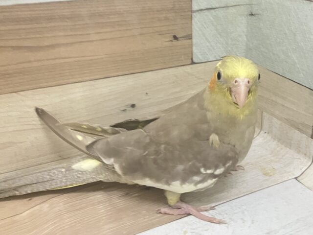 オカメインコ