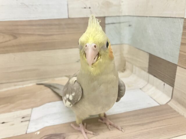 オカメインコ