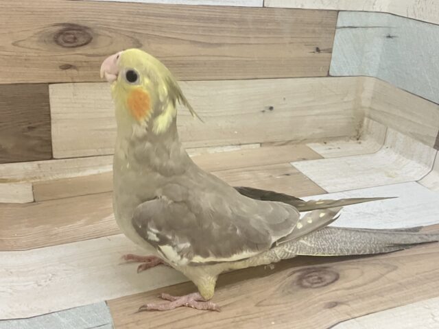 オカメインコ