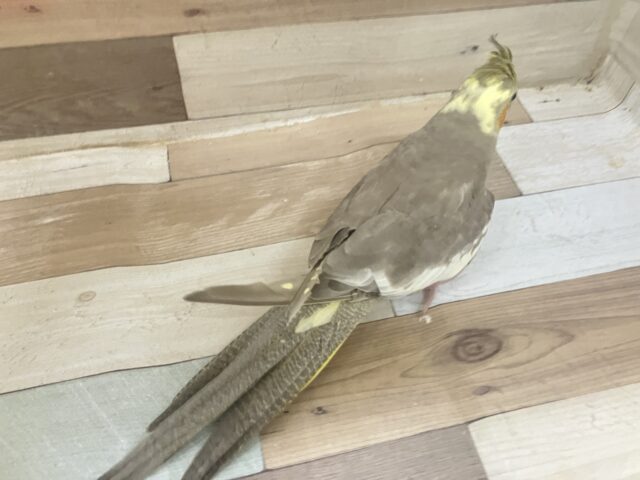 オカメインコ