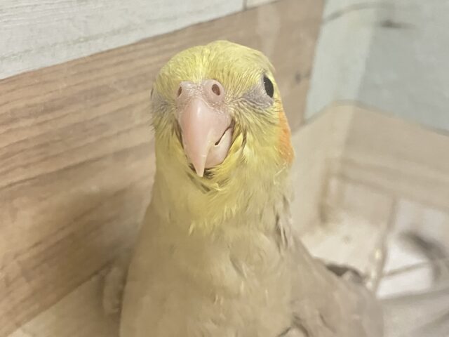 オカメインコ