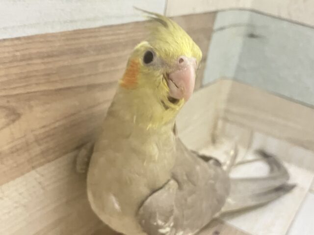 オカメインコ