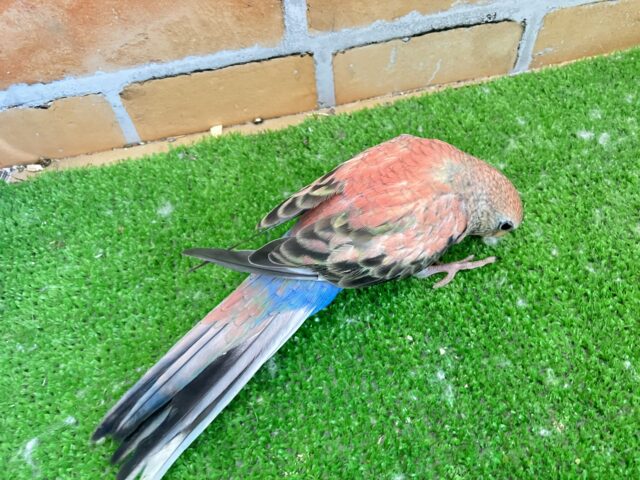 アキクサインコ（秋草インコ）