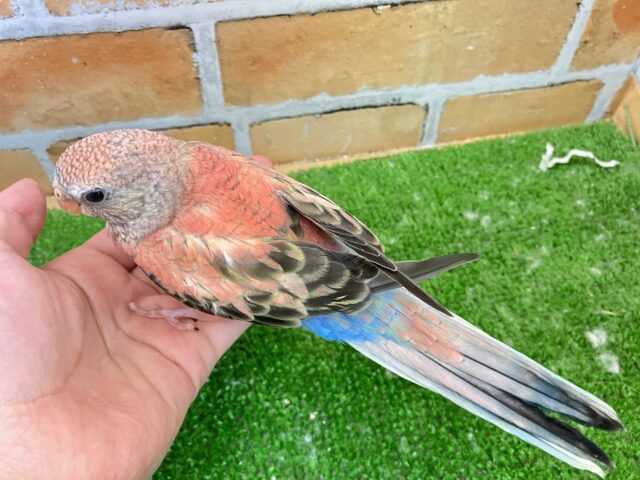 アキクサインコ（秋草インコ）