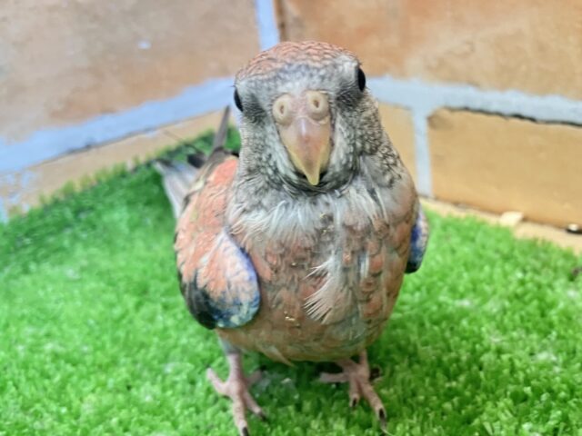 アキクサインコ（秋草インコ）