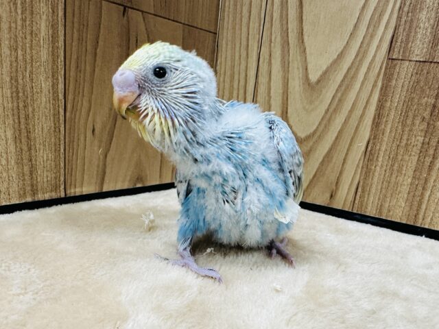 【最新画像】人が大好き🤍セキセイインコ(パステルレインボー)ヒナ🩵 セキセイインコ