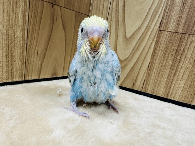 【最新画像】人が大好き🤍セキセイインコ(パステルレインボー)ヒナ🩵 セキセイインコ