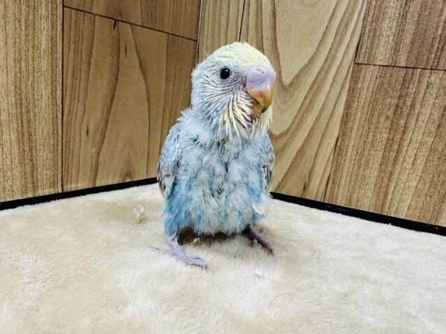 【最新画像】人が大好き🤍セキセイインコ(パステルレインボー)ヒナ🩵 セキセイインコ