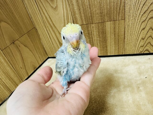 【最新画像】人が大好き🤍セキセイインコ(パステルレインボー)ヒナ🩵 セキセイインコ