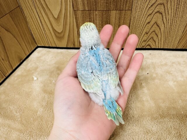 【最新画像】人が大好き🤍セキセイインコ(パステルレインボー)ヒナ🩵 セキセイインコ