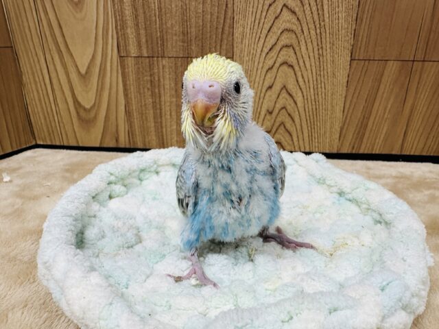 【最新画像】人が大好き🤍セキセイインコ(パステルレインボー)ヒナ🩵 セキセイインコ