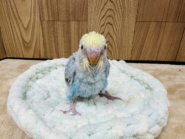 【最新画像】人が大好き🤍セキセイインコ(パステルレインボー)ヒナ🩵 セキセイインコ