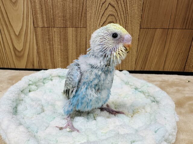 【最新画像】人が大好き🤍セキセイインコ(パステルレインボー)ヒナ🩵 セキセイインコ
