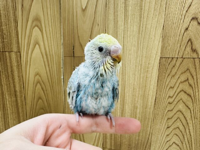 【最新画像】人が大好き🤍セキセイインコ(パステルレインボー)ヒナ🩵 セキセイインコ