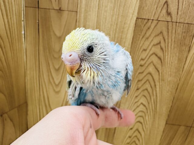【最新画像】人が大好き🤍セキセイインコ(パステルレインボー)ヒナ🩵 セキセイインコ