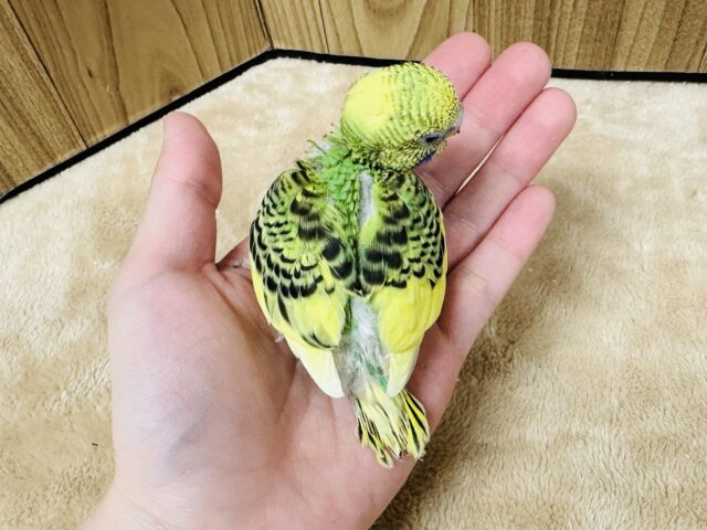 セキセイインコ