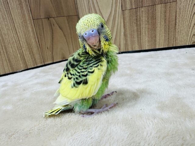 セキセイインコ