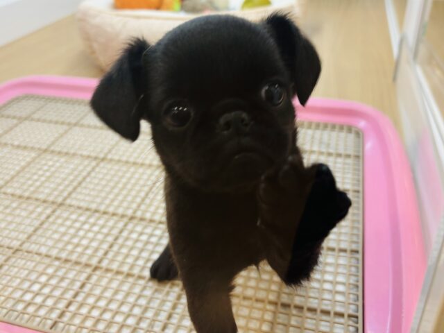 プチブラバンソン