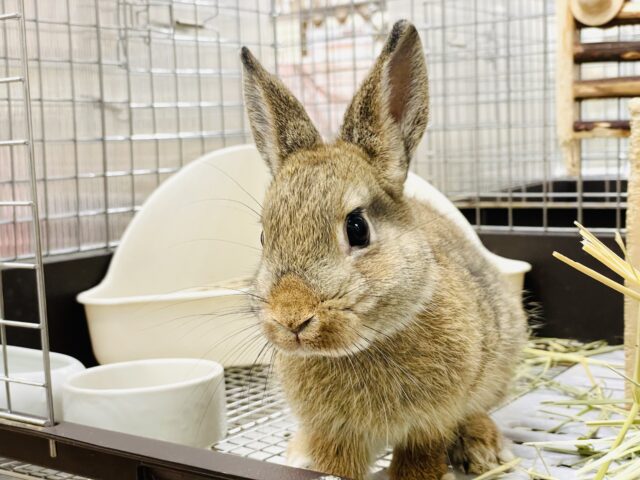 ネザーランドドワーフ