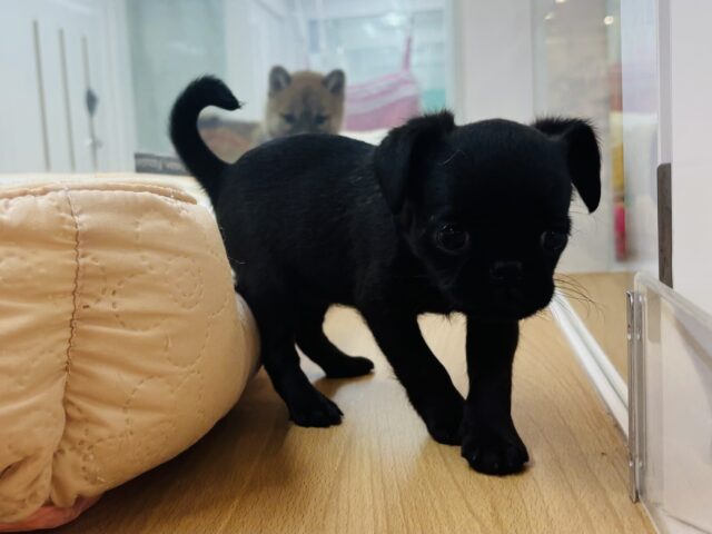 プチブラバンソン