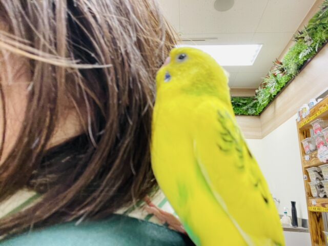 セキセイインコ