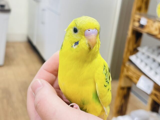 セキセイインコ
